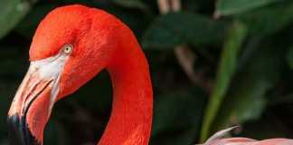 Vì sao chim hồng hạc có bộ da và lông màu hồng?