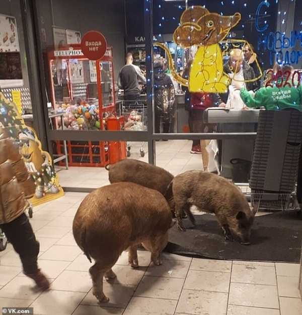 Ba con lợn bên trong cửa hàng . Ảnh: Dailymail