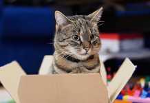Khoa học giải thích: Tại sao những chú mèo thích hộp?
