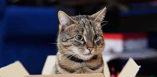 Khoa học giải thích: Tại sao những chú mèo thích hộp?