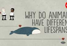 Vì sao loài này lại sống lâu hơn loài khác?