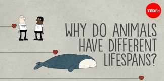 Vì sao loài này lại sống lâu hơn loài khác?