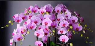 Những cây trong nhà ngày Tết giúp thanh lọc không khí