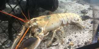 Tôm hùm màu trắng triệu con mới có một