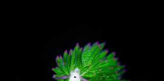 Vẻ đẹp “đốn tim” từ cái nhìn đầu tiên của cừu biển