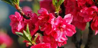 Vì sao người miền Bắc cắm cành đào ngày Tết?!