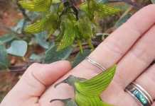 Ảnh: Những bất ngờ kỳ thú trong thế giới tự nhiên