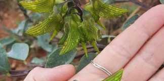 Ảnh: Những bất ngờ kỳ thú trong thế giới tự nhiên