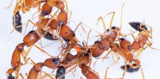 Kiến nhảy Ấn Độ có thể “thu nhỏ” não để được làm kiến chúa