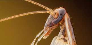 8 sự thật bất ngờ về loài gián OZGUR KEREM BULUR / Getty Images