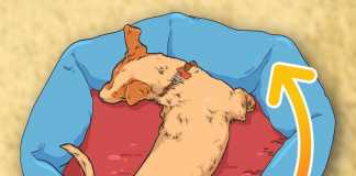 7 ý nghĩa có thể ẩn sau hành vi kỳ lạ của con chó của bạn