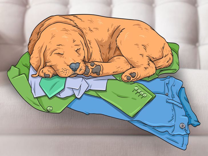 Tại sao chó ngủ trên quần áo?! Ảnh brightside.me