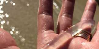 15+ động vật trong suốt chứng minh hành tinh này thật kỳ diệu