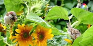 Nghe chim hót hoặc được sống gần với loài chim giúp bạn hạnh phúc hơn