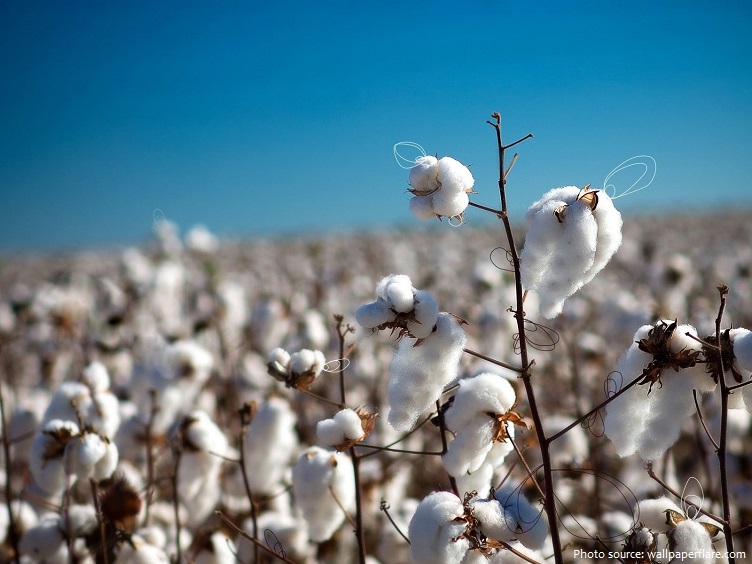 Những điều thú vị về bông (Cotton)