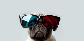 Những điều thú vị về giống chó Pug