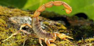 Những điều thú vị về loài bò cạp