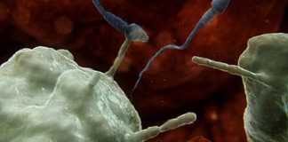 Sự thực là tinh trùng đã bị “phục kích” để tiêu diệt ngay khi vào cổ tử cung