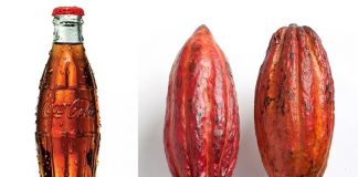 25 điều có thể bạn chưa biết về Coca-Cola Chai Coca được mô phỏng theo quả ca cao