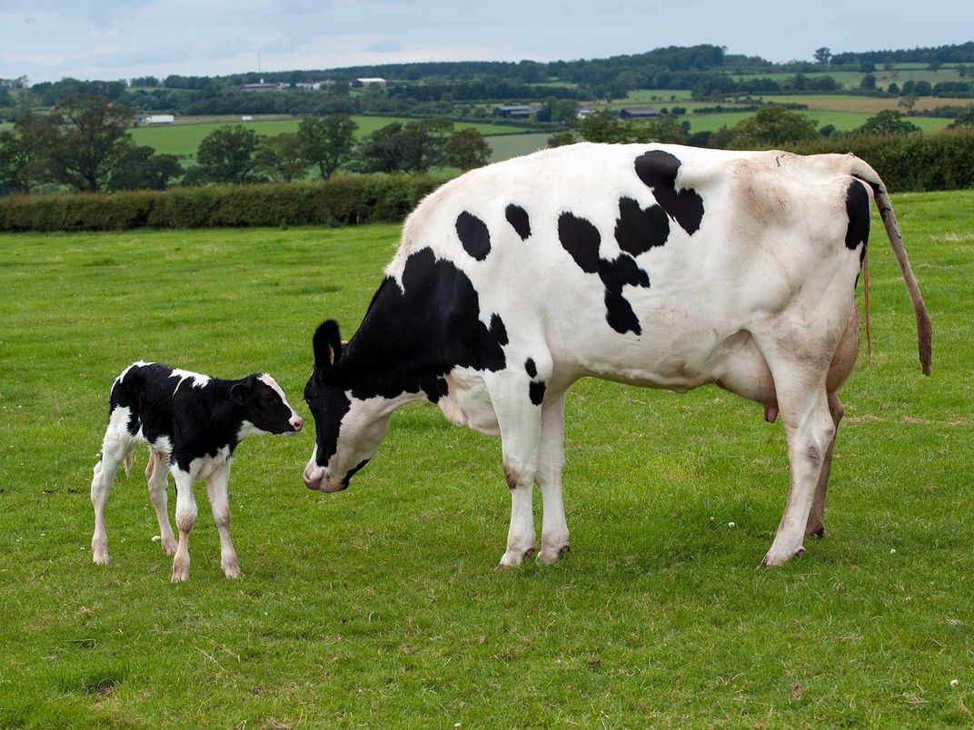 Theo một nghiên cứu gần đây, bò Holstein tạo ra nhiều sữa hơn cho con bê cái. (Wayne Hutchinson / Farm Images / Universal Images Group qua Getty Images)