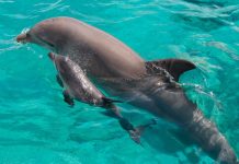 10+ sự thật khoa học thú vị về làm mẹ Một con cá heo mũi chai trong điều kiện nuôi nhốt đã được ghi nhận là thường huýt sáo nhiều hơn trước khi nó sinh con, có thể là để dạy một tiếng gọi đặc trưng cho con của nó. (Mike Aguilera / SeaWorld San Diego Qua hình ảnh Getty)