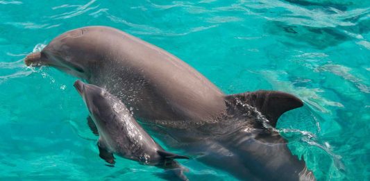 Một con cá heo mũi chai trong điều kiện nuôi nhốt đã được ghi nhận là thường huýt sáo nhiều hơn trước khi nó sinh con, có thể là để dạy một tiếng gọi đặc trưng cho con của nó. (Mike Aguilera / SeaWorld San Diego Qua hình ảnh Getty)