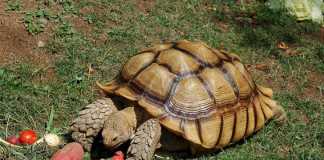 Những điều thú vị về rùa cạn Rùa Sulcatas