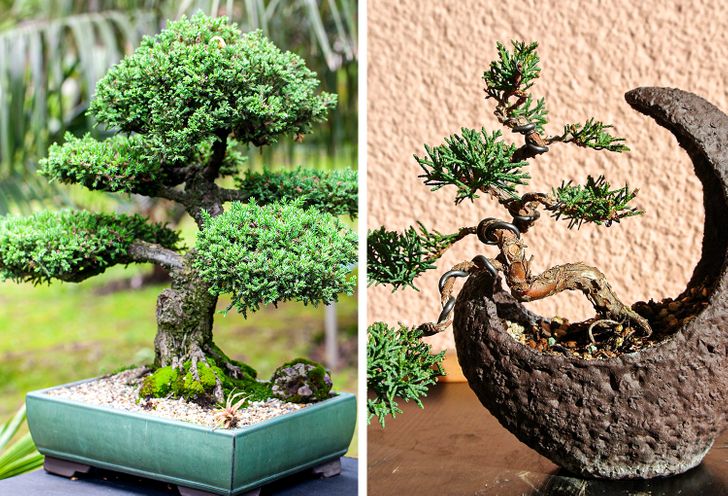 Cây bách xù bonsai