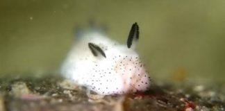 Vài điều thú vị về “thỏ biển” (Sea Bunnies) – một loài sên biển đáng yêu