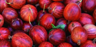 Những điều thú vị về quả lý gai (gooseberries)