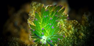 15 sự thật về cừu lá (Leaf Sheep) – loài sên biển đáng yêu nhất hành tinh