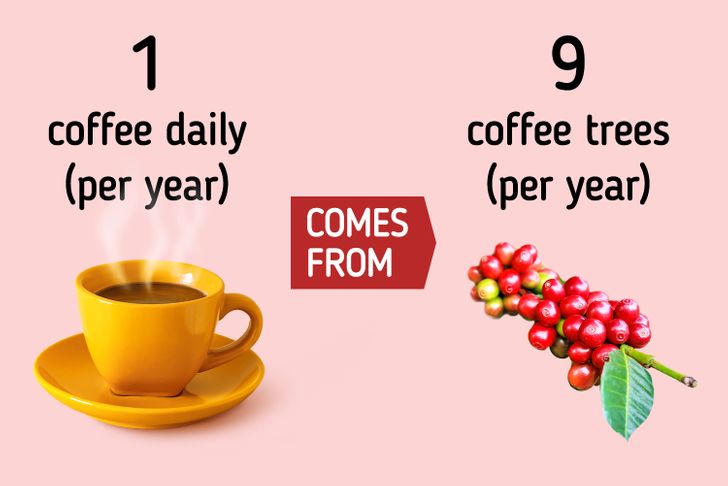 Đối với một tách cà phê chúng ta uống hàng ngày, trong khoảng thời gian một năm, sẽ cần khoảng 9 cây cà phê.