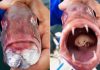 Don Marx, 27 tuổi đến từ Cape Town đã vô cùng ngạc nhiên khi phát hiện một con rận ăn lưỡi sống trong miệng một con cá thợ mộc mà anh bắt được ngoài khơi bờ biển Nam Phi