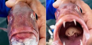 Sốc với loài ký sinh trùng cắn đứt và THAY THẾ lưỡi cá ở Nam Phi Don Marx, 27 tuổi đến từ Cape Town đã vô cùng ngạc nhiên khi phát hiện một con rận ăn lưỡi sống trong miệng một con cá thợ mộc mà anh bắt được ngoài khơi bờ biển Nam Phi