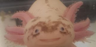 19 loài động vật mang vẻ đẹp đặc biệt của riêng chúng