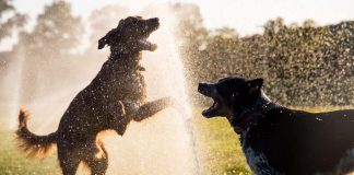 Chó có thể bị say nắng và những điều bạn cần biết để giữ cho thú cưng của bạn mát mẻ vào mùa hè