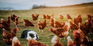 Sự thật thú vị về loài gà