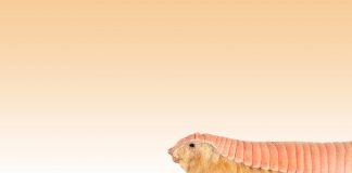 Bạn đã bao giờ nhìn thấy Armadillo – Tiên nữ màu hồng đáng yêu chưa?