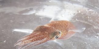 Hàng chục con mực con Hawaii lên trạm vũ trụ để nghiên cứu