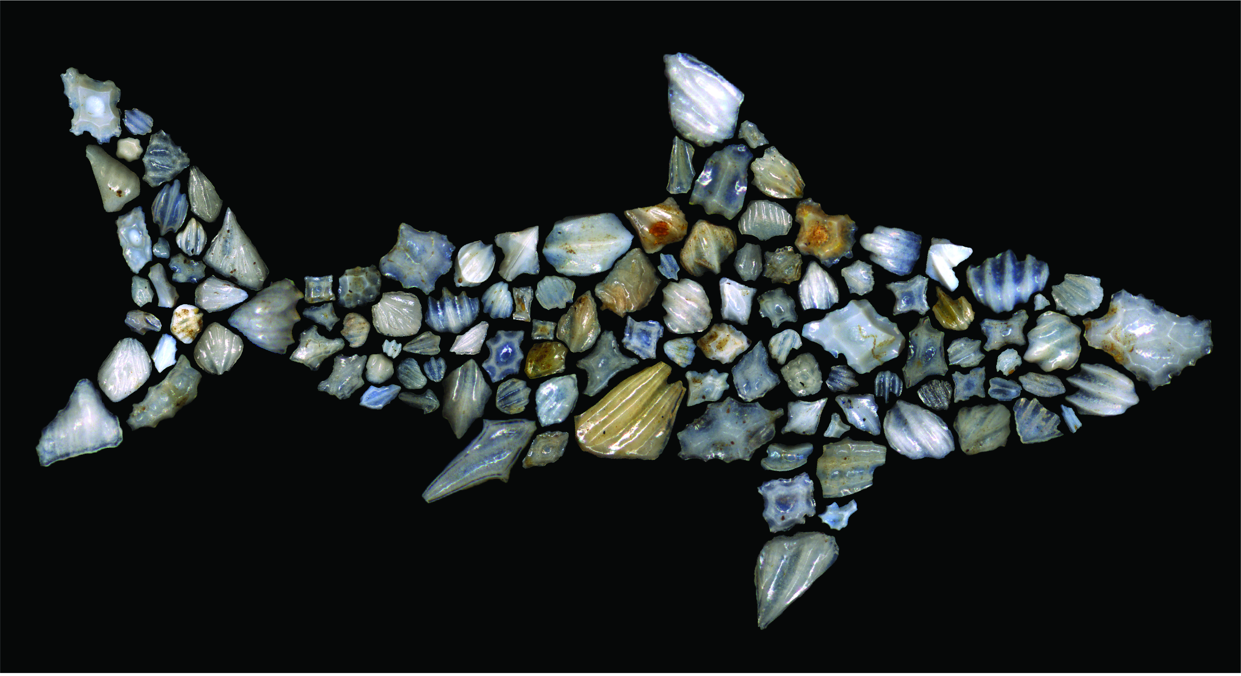 Một bộ sưu tập các hóa thạch cá mập. Các ngà da có đường kính 200-500 micron. (Ảnh: Leah D. Rubin )
