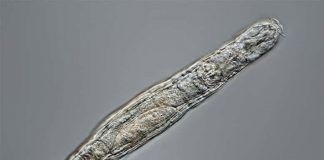 Động vật tí hon hồi sinh sau 24.000 năm bị chôn vùi trong lớp băng vĩnh cửu ở Siberia Một luân trùng. Các nhà nghiên cứu đã hồi sinh thành công một trong những loài động vật nhỏ này sau 24.000 năm trong lớp băng vĩnh cửu