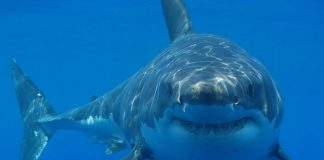 Cá mập gần như bị xóa sổ hoàn toàn cách đây 19 triệu năm