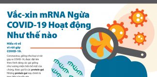 mRNA là gì?! Vắc Xin mRNA ngừa Covid-19 hoạt động như thế nào?!