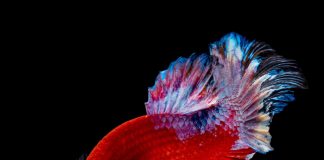 24 sự thật hấp dẫn chứng minh cá là sinh vật siêu việt