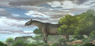 Hóa thạch mới của tê giác khổng lồ-loài động vật có vú trên cạn lớn nhất từ trước đến nay