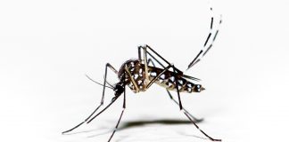 Muỗi sốt xuất huyết có thể được thuần hóa bởi một loại vi khuẩn thông thường