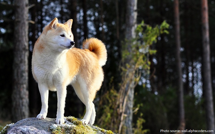 Shiba Inu là giống chó nhỏ, lanh lợi và nhanh nhẹn