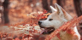 Những điều thú vị về loài chó săn Shiba Inu