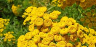 15 loại cây có thể xua đuổi muỗi và bọ một cách tự nhiên