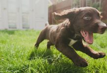 Những chú chó con được sinh ra đã sẵn sàng hòa nhập với con người